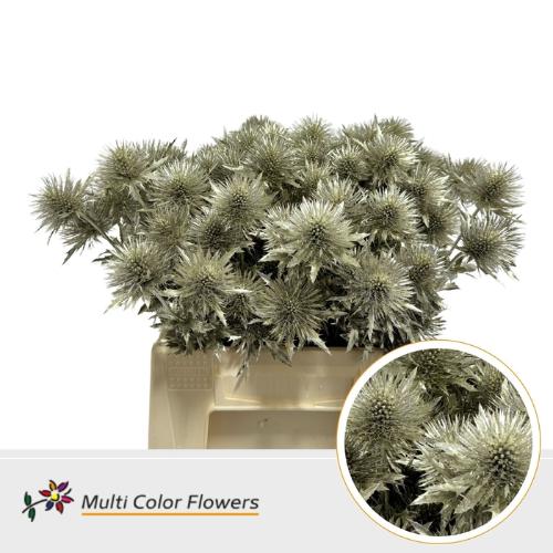 Eryngium alpinum kleurbehandeld H%