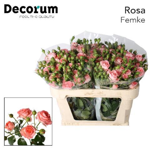 Rosa tros Femke