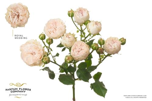 Rosa tros Royal Wedding