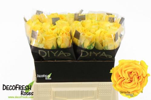 Rosa grootbloemig Santa Fe