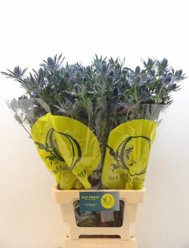 Eryngium Magical Blue Lagoon