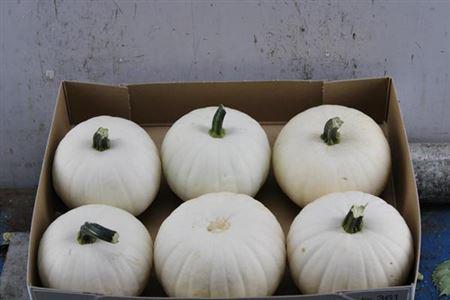 Siervruchten per stuk Cucurbita pepo 'Baby Boo'