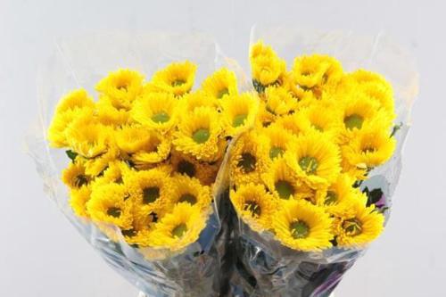 Chrysanthemum Indicum Grp tros kas Korona