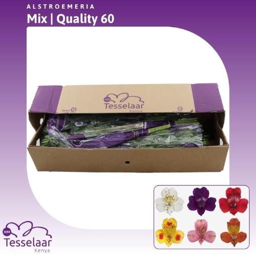 Alstoemeria gemengd in fust