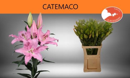 Lilium Oriental Grp 'Catemaco'