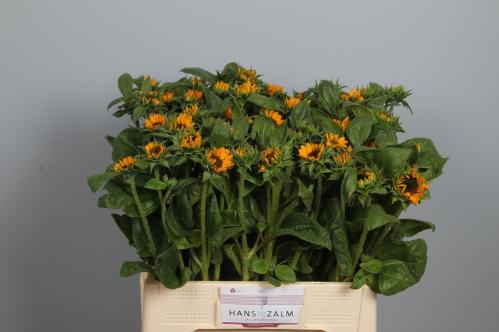Helianthus annuus 'Sonja'