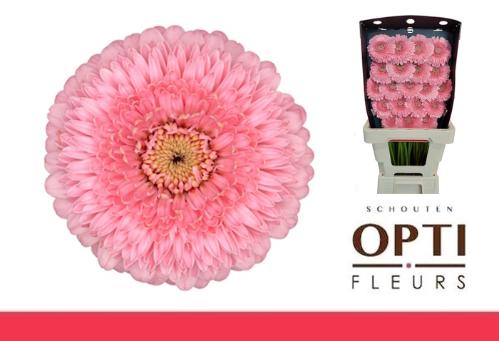 Gerbera mini bolvormig Pomponi Piggy