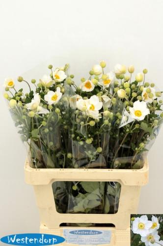 Anemone overig
