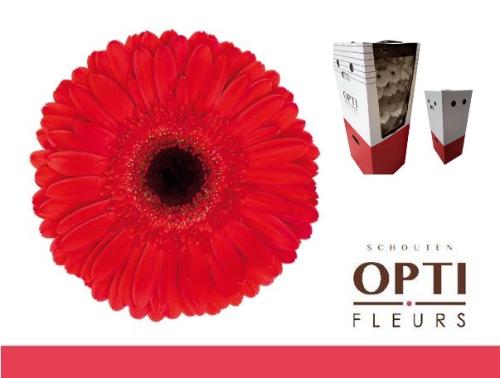 Gerbera grootbloemig 'Dynamic'