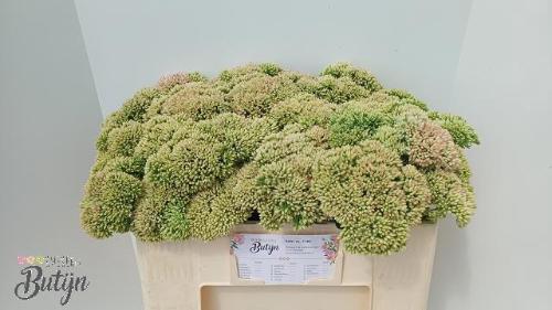 Sedum spectabile