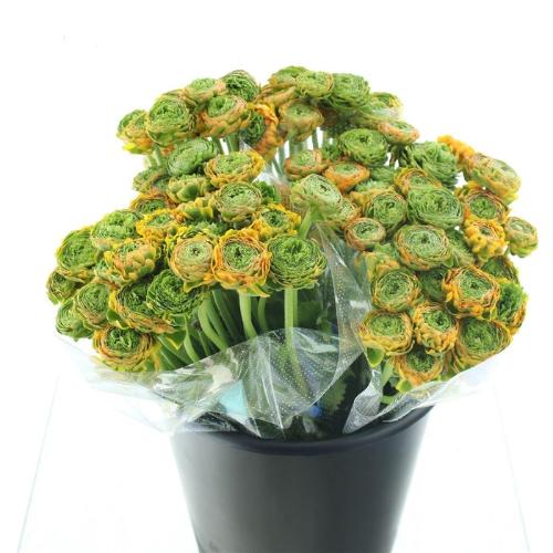 Ranunculus asiaticus Pon-Pon Merlino
