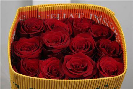 Rosa grootbloemig Explorer