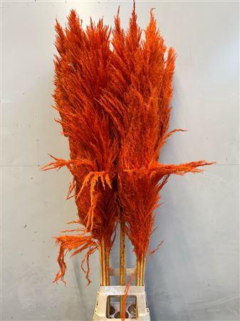 Cortaderia overig