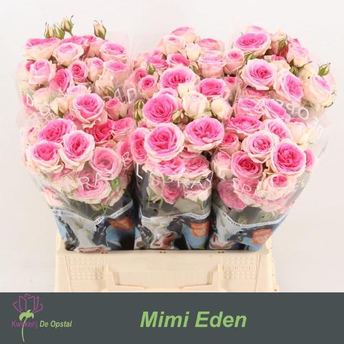 Rosa tros Mimi Eden
