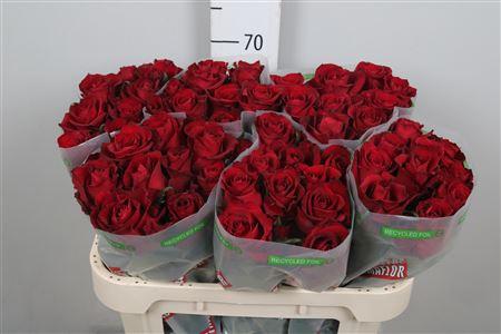 Rosa grootbloemig Ever Red