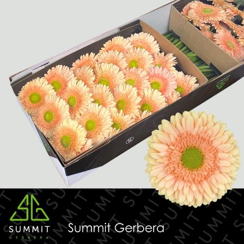Gerbera grootbloemig Carlita