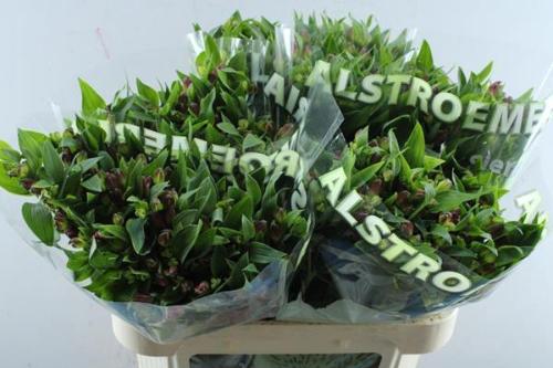 Alstroemeria Noa