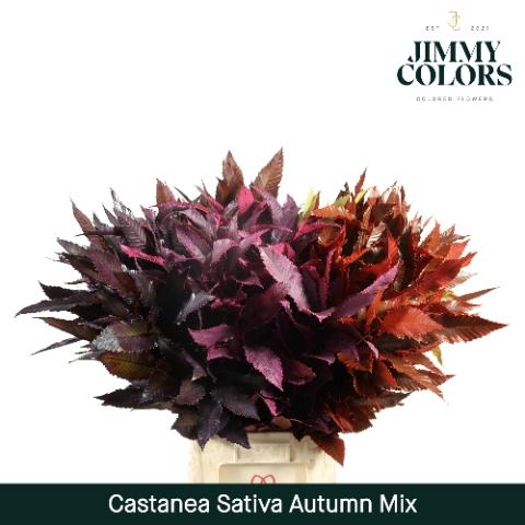 Castanea sativa kleurbehandeld H%