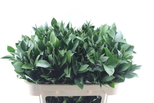 Ruscus hypophyllum (groot blad)