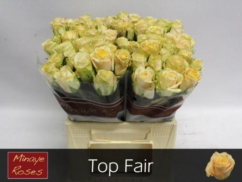Rosa grootbloemig Top Fair!