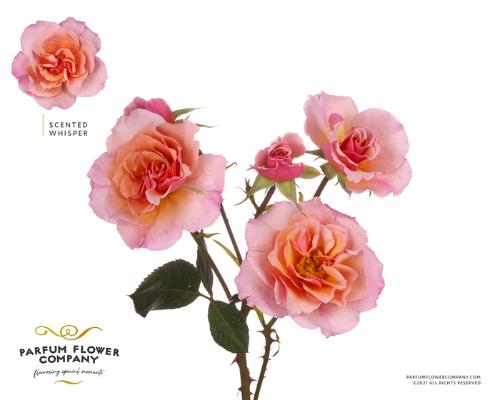 Rosa tros overig