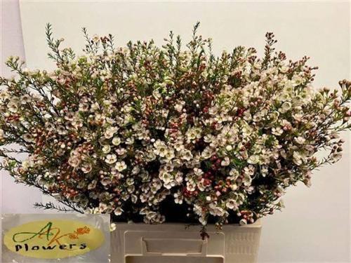 Chamelaucium uncinatum 'Dor'