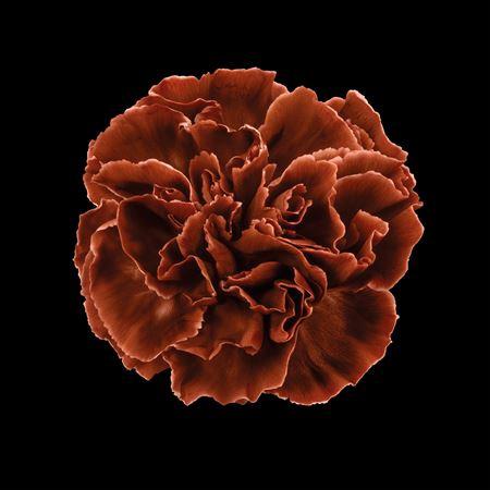 Dianthus standaard kleurbehandeld H%