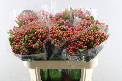 Hypericum androsaemum Tomato Flair