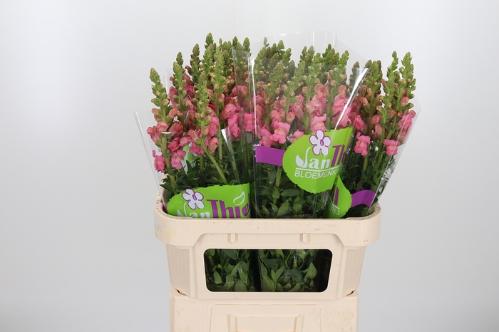 Antirrhinum majus 'Winter Euro Pink'