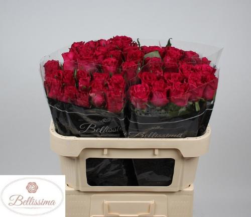 Rosa grootbloemig Ever Pink