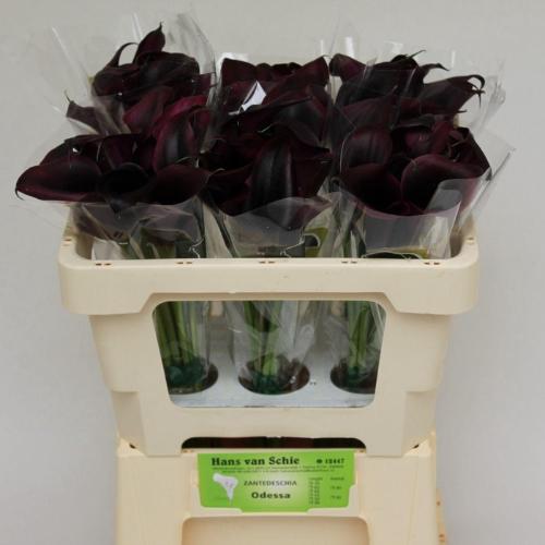 Zantedeschia 'Odessa'