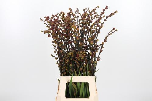 Crocosmia met bes Bes van Babylon