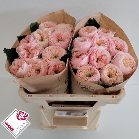Rosa grootbloemig Sweet Diamond