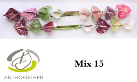 Anthurium Andreanum Grp gemengd 4 kleuren