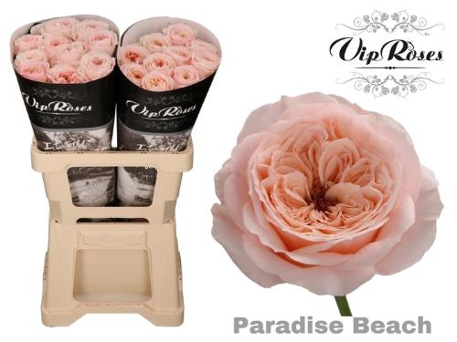 Rosa kleinbloemig Paradise Beach