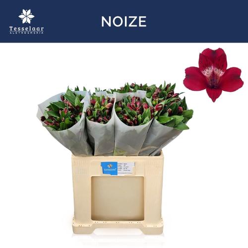 Alstroemeria Noize