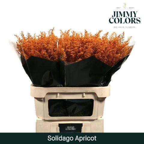 Solidago kleurbehandeld H%