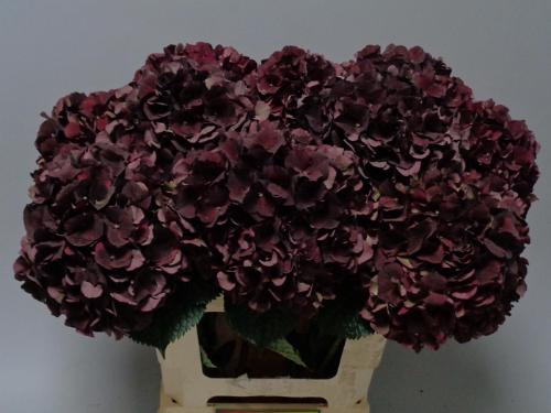 Hydrangea macrophylla Magical Dark Ruby (classic)