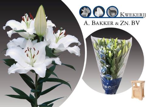 Lilium Oriental Grp 'Pacific Ocean'