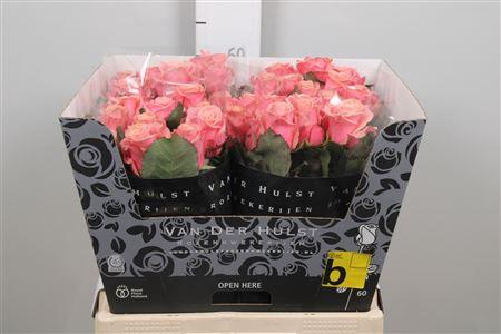 Rosa grootbloemig Adele