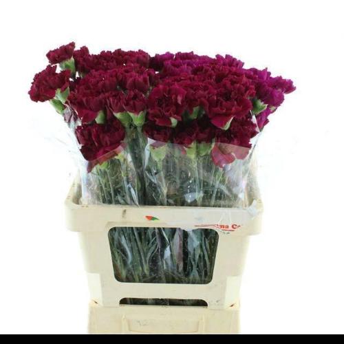 Dianthus standaard 'Tico Tico'