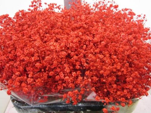 Gypsophila overig kleurbehandeld H%