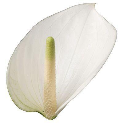 Anthurium Andreanum Grp Whisper