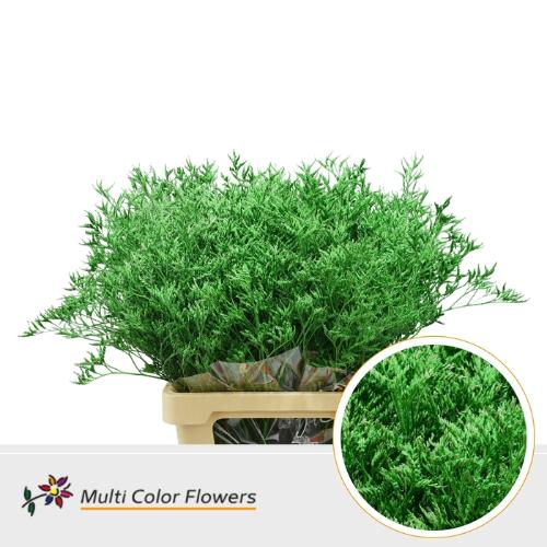 Limonium overig kleurbehandeld H%