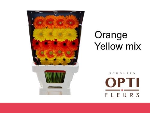 Gerbera mini Sensation Mix Yellow gemengd in fust