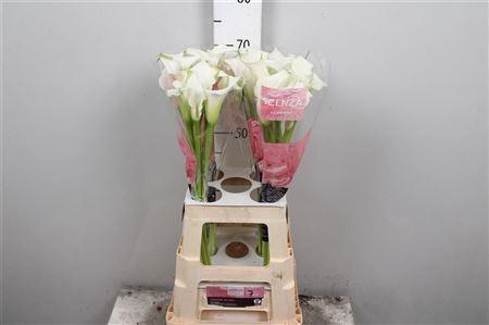 Zantedeschia 'Crystal Blush'