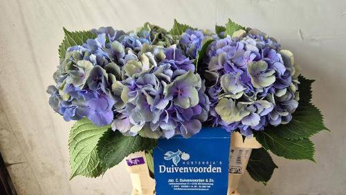 Hydrangea macrophylla 'Elbtal' (classic)