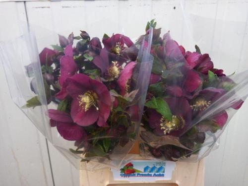 Helleborus 'Queens Red'