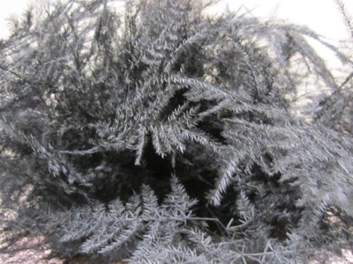 Asparagus overig kleurbehandeld H%