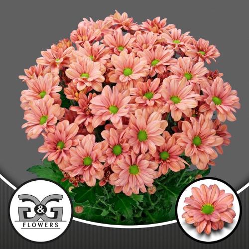 Chrysanthemum (Indicum Grp) tros Summer Love